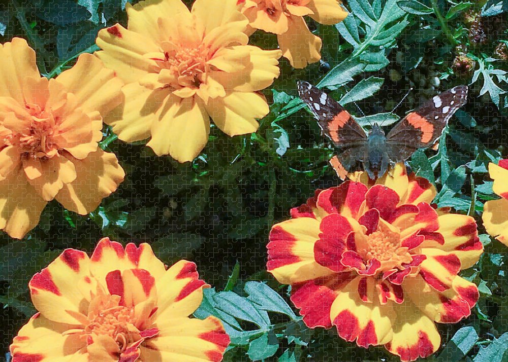 Red Admiral on Marigold - Puzzle