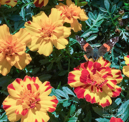 Red Admiral on Marigold - Art Print