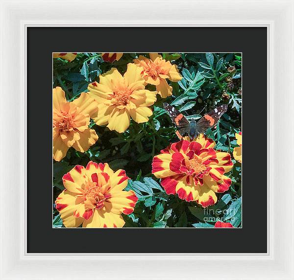 Red Admiral on Marigold - Framed Print