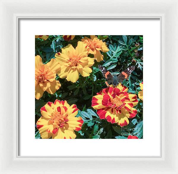 Red Admiral on Marigold - Framed Print