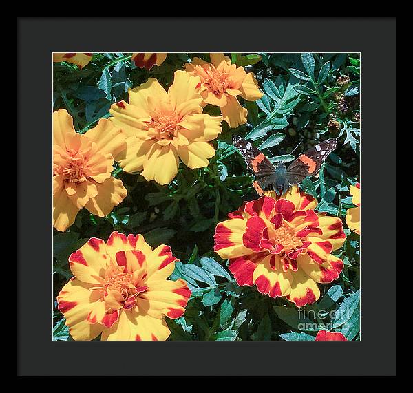 Red Admiral on Marigold - Framed Print