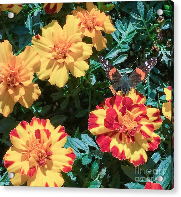 Red Admiral on Marigold - Acrylic Print