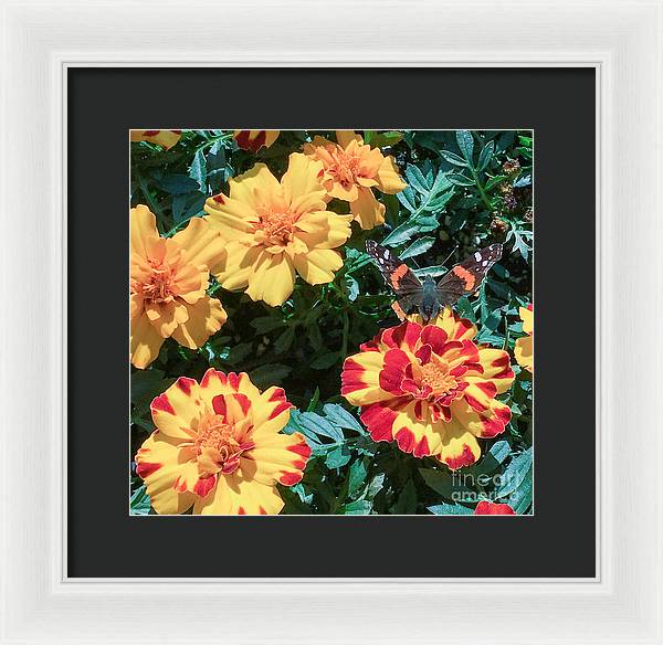 Red Admiral on Marigold - Framed Print