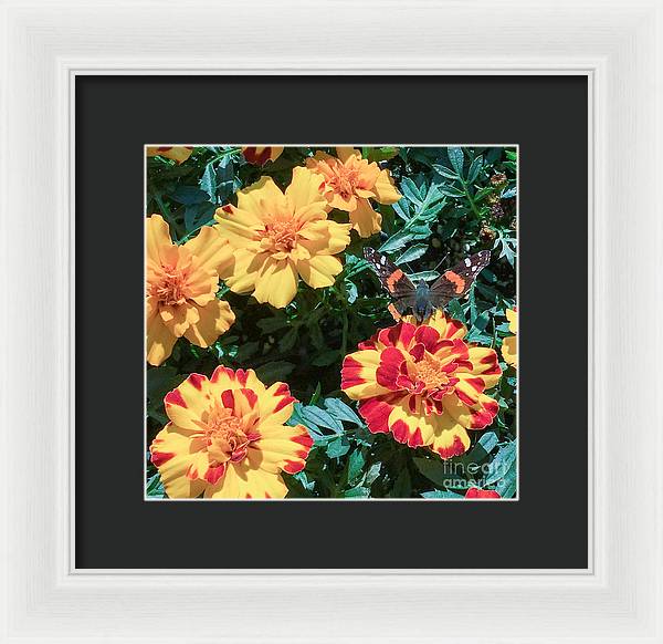 Red Admiral on Marigold - Framed Print