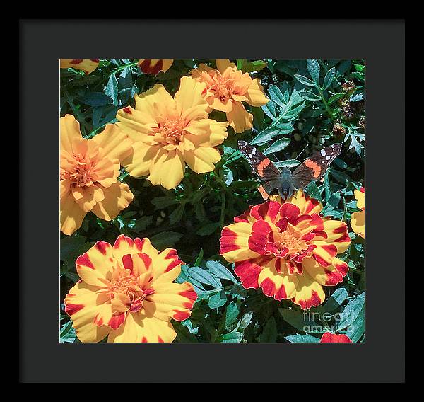 Red Admiral on Marigold - Framed Print