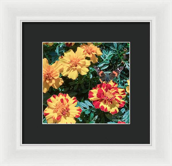 Red Admiral on Marigold - Framed Print