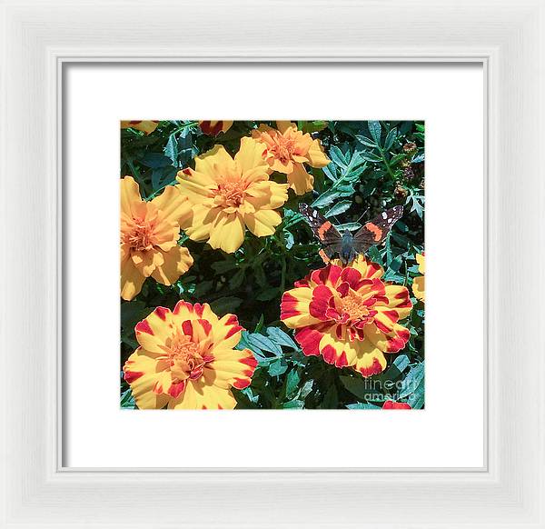 Red Admiral on Marigold - Framed Print