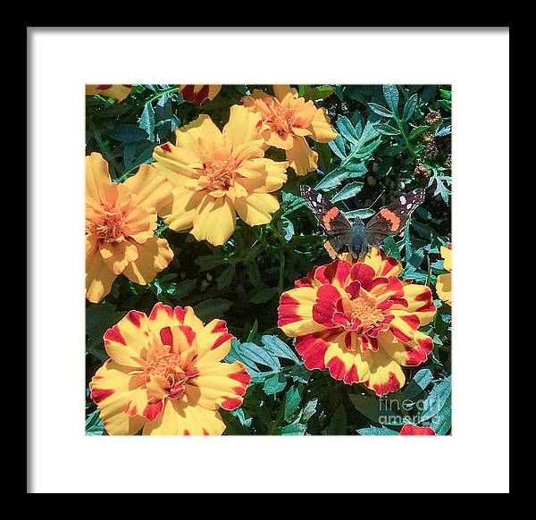 Red Admiral on Marigold - Framed Print