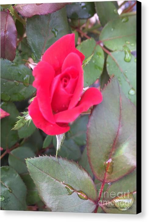 Rosebud - Canvas Print