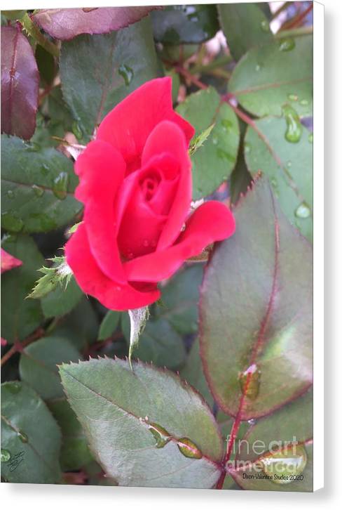 Rosebud - Canvas Print