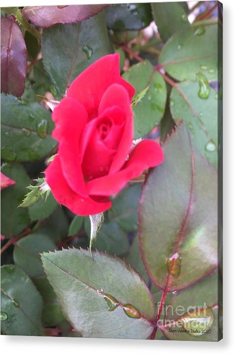 Rosebud - Acrylic Print