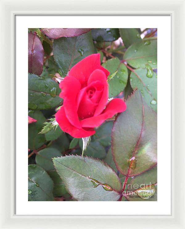 Rosebud - Framed Print