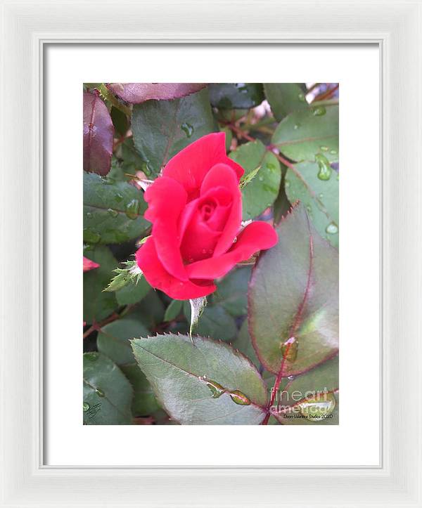 Rosebud - Framed Print