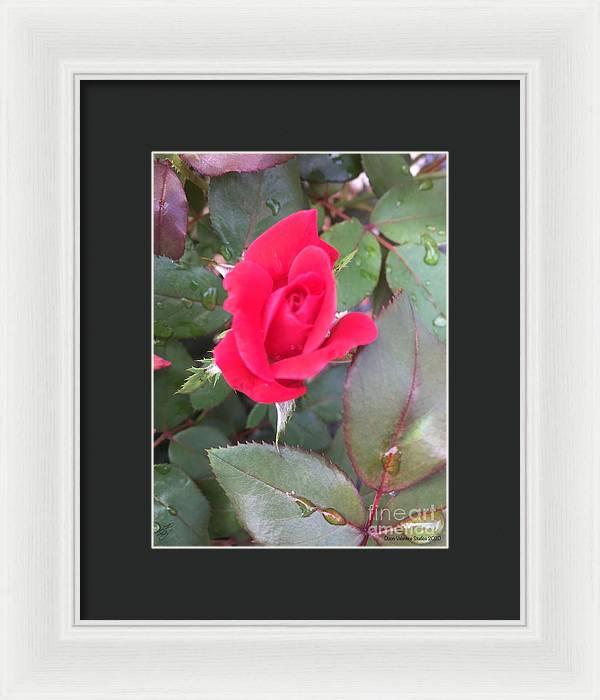 Rosebud - Framed Print