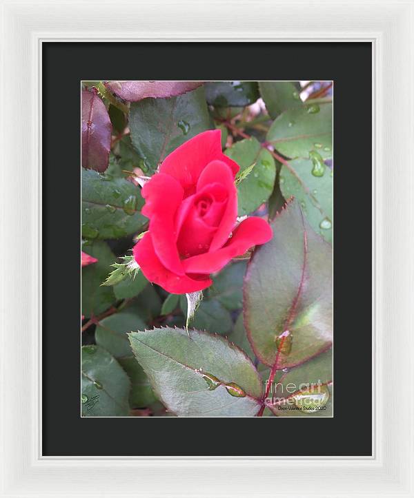 Rosebud - Framed Print