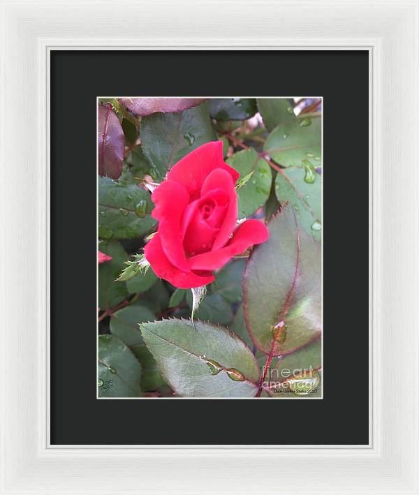 Rosebud - Framed Print