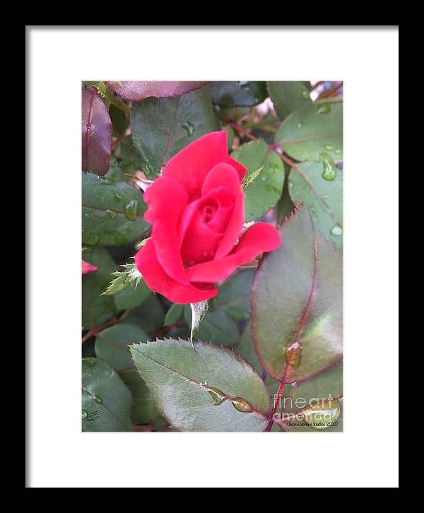 Rosebud - Framed Print