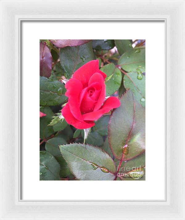 Rosebud - Framed Print