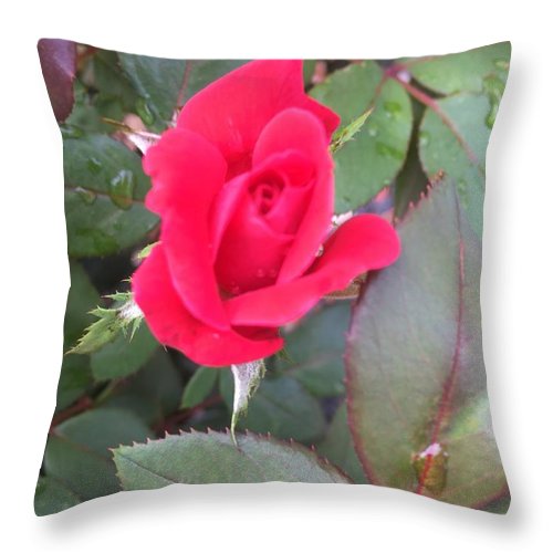 Rosebud - Throw Pillow