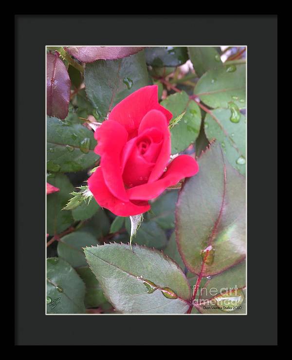 Rosebud - Framed Print