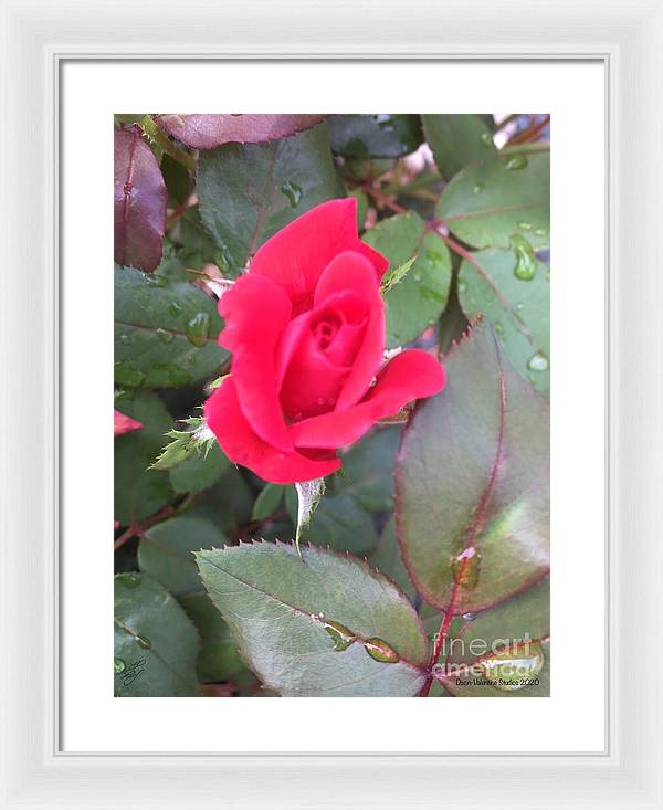 Rosebud - Framed Print