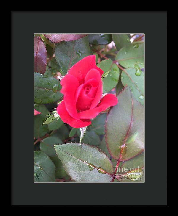 Rosebud - Framed Print