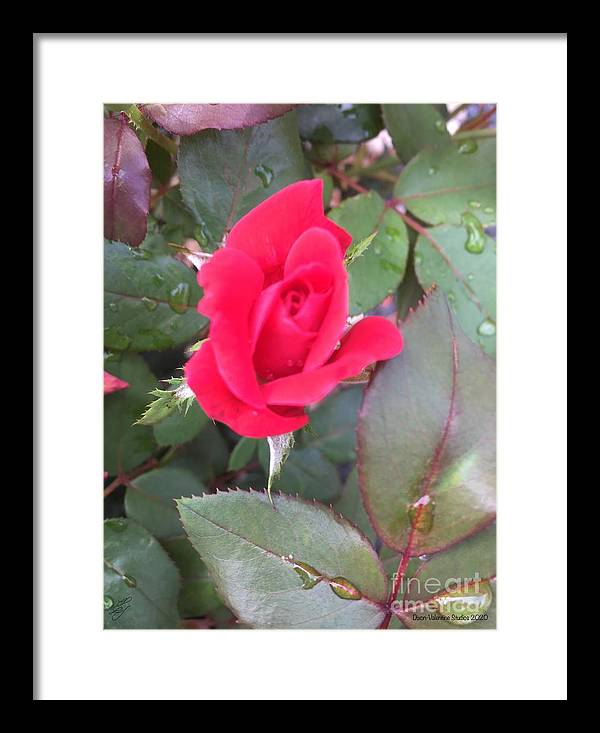 Rosebud - Framed Print