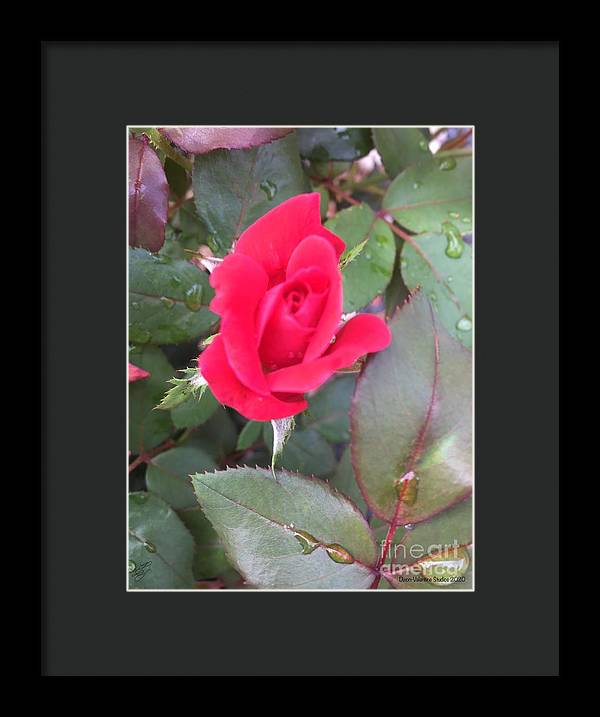 Rosebud - Framed Print