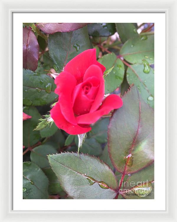 Rosebud - Framed Print