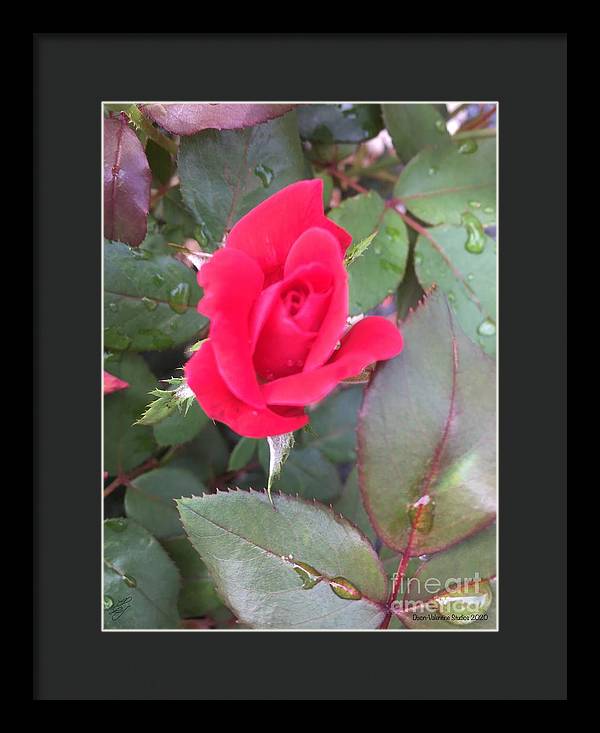 Rosebud - Framed Print