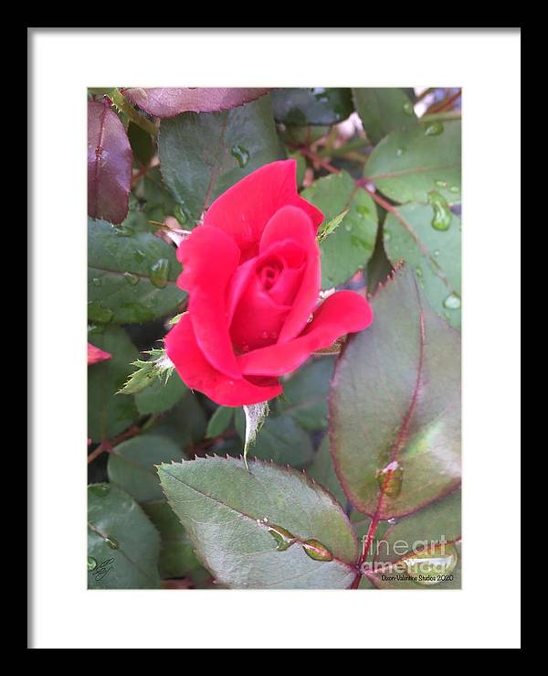 Rosebud - Framed Print