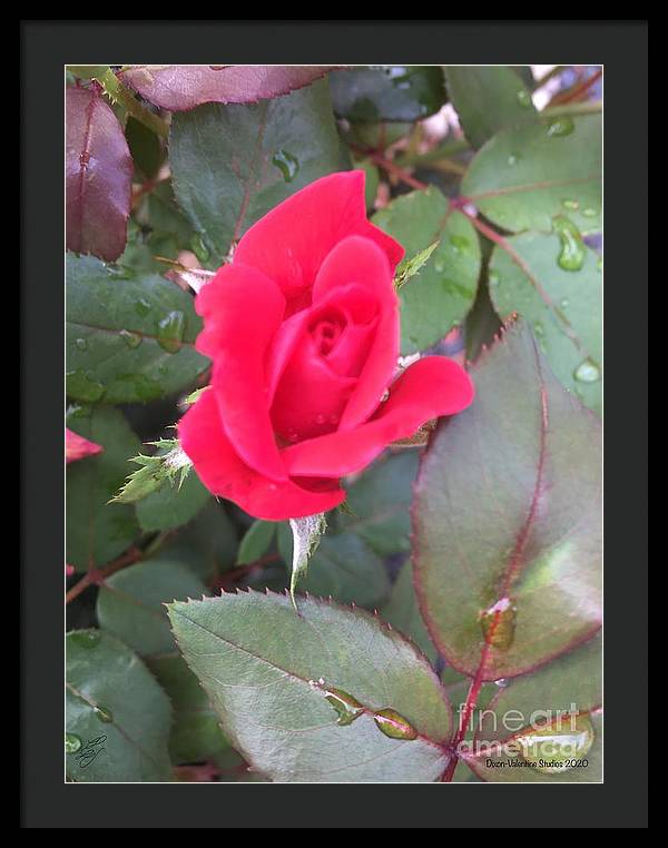 Rosebud - Framed Print