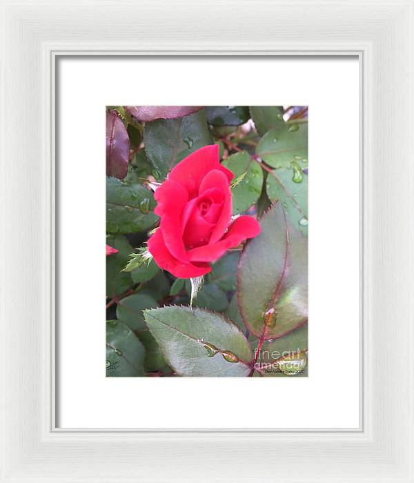 Rosebud - Framed Print