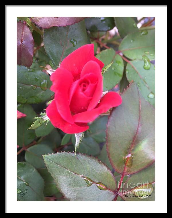 Rosebud - Framed Print