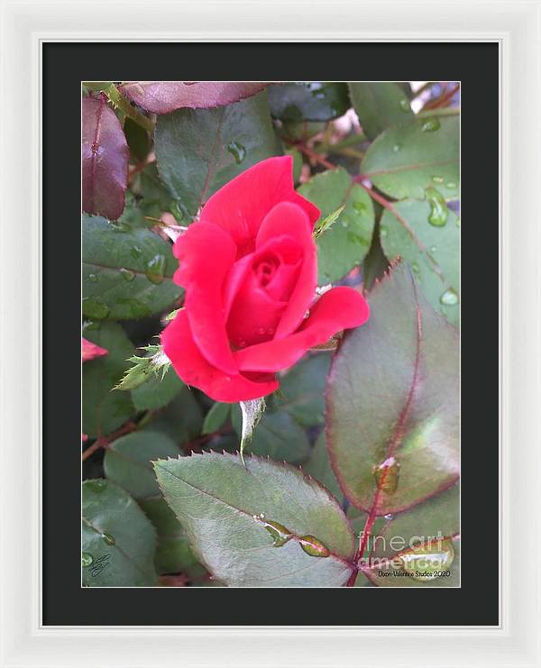 Rosebud - Framed Print