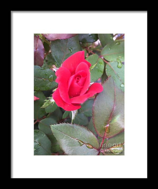 Rosebud - Framed Print