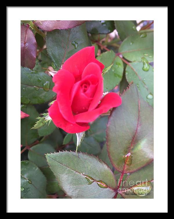 Rosebud - Framed Print