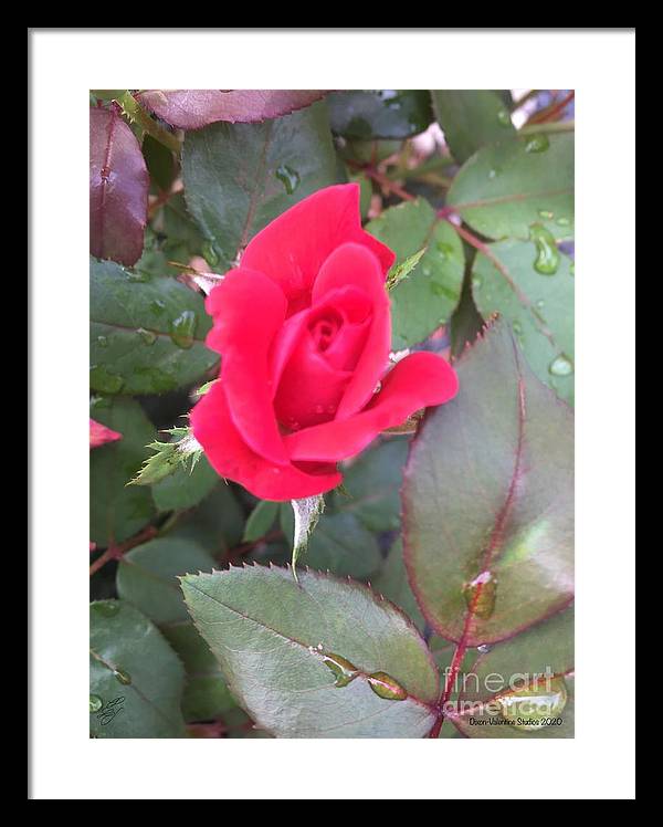 Rosebud - Framed Print