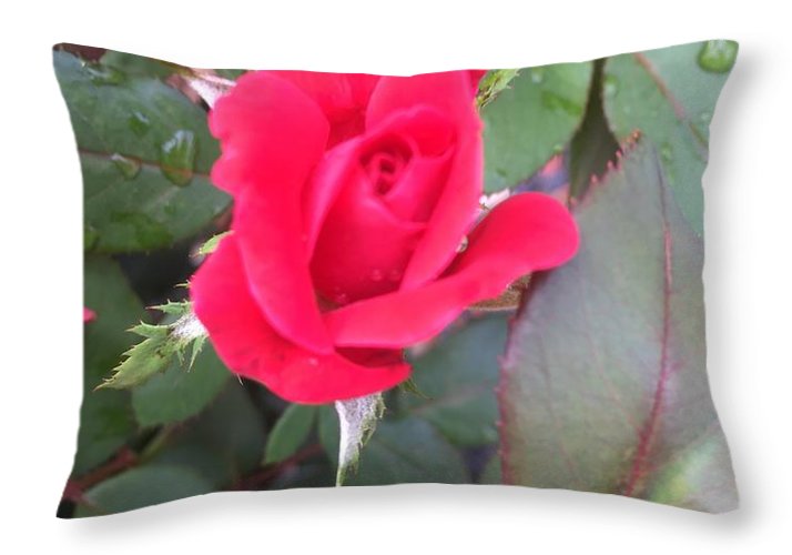 Rosebud - Throw Pillow