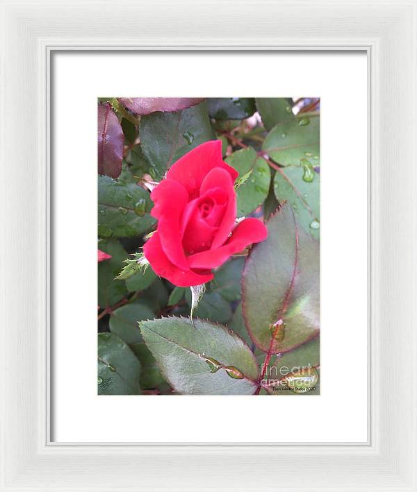 Rosebud - Framed Print