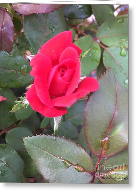 Rosebud - Greeting Card