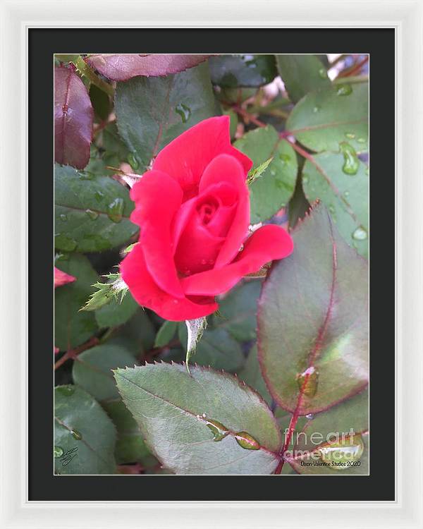 Rosebud - Framed Print