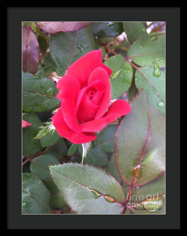 Rosebud - Framed Print