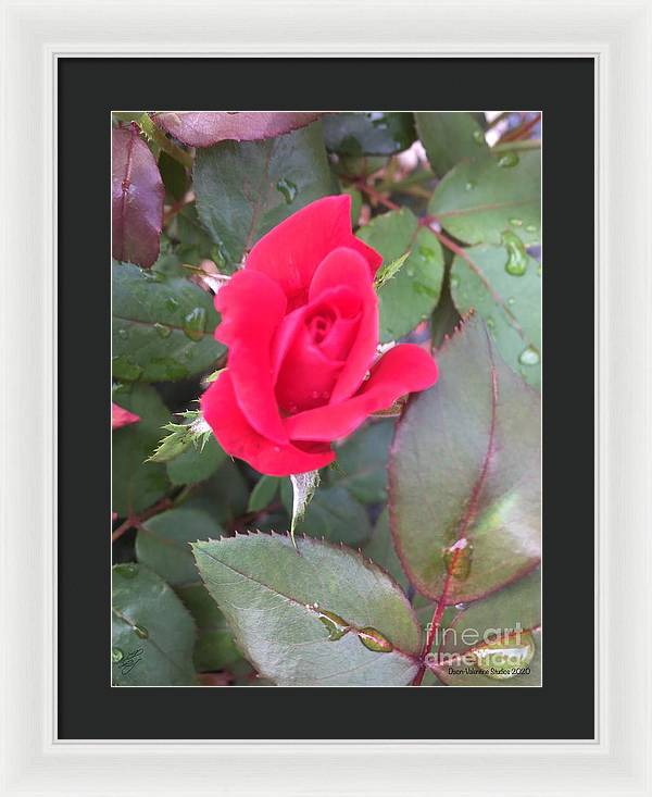 Rosebud - Framed Print