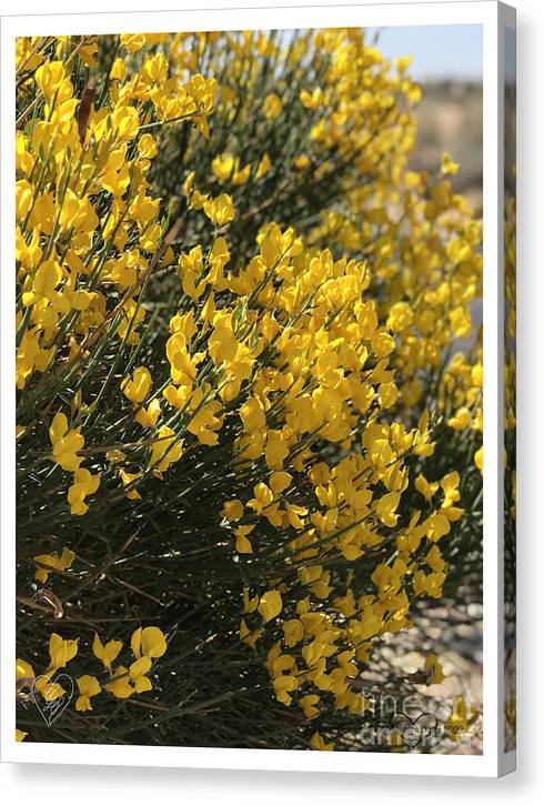 Spanish Broom - Canvas Print