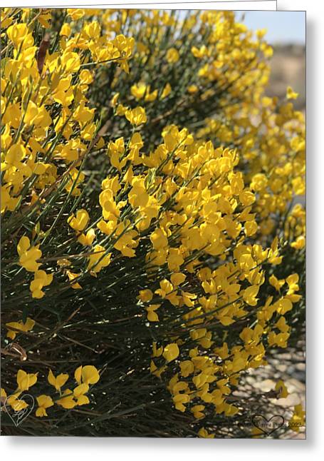 Spanish Broom - Greeting Card