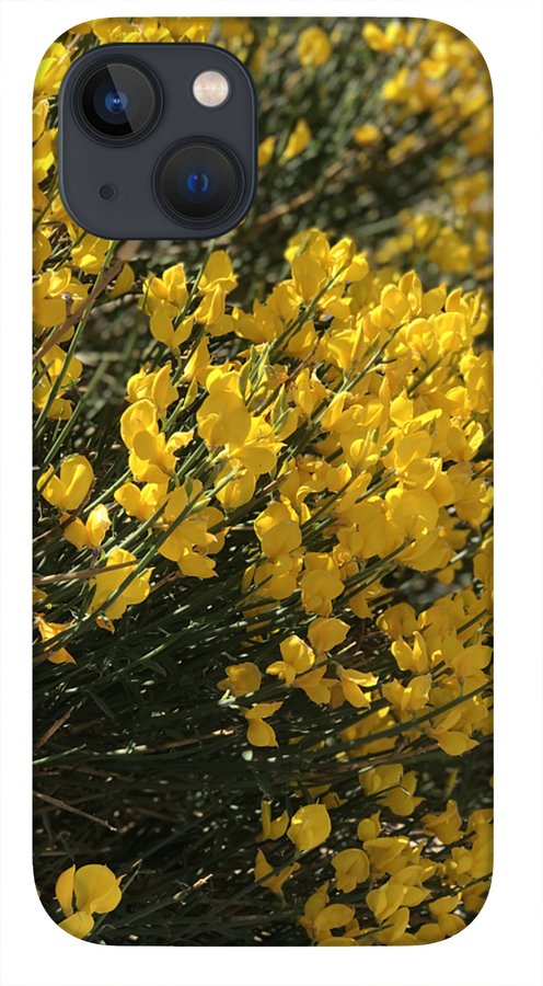 Spanish Broom - Phone Case