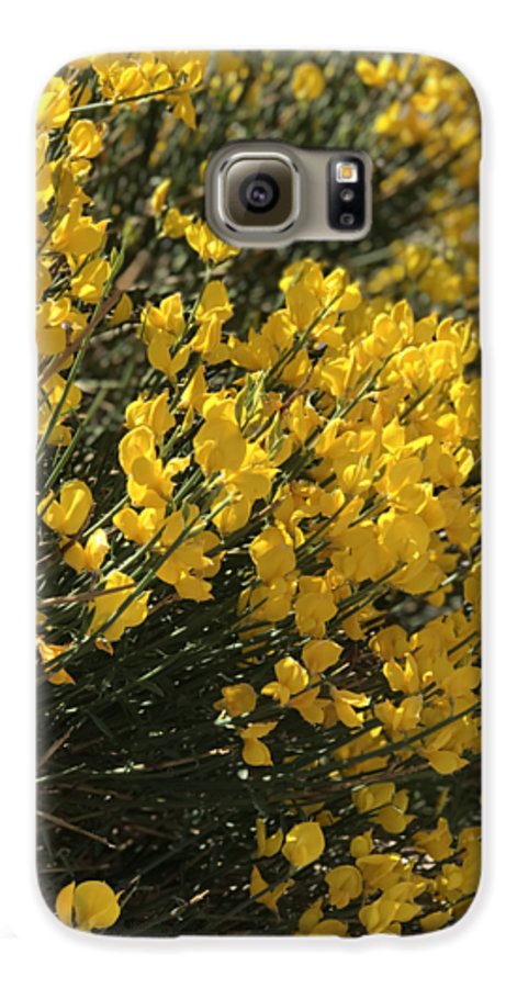 Spanish Broom - Phone Case