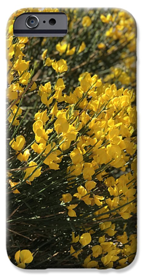 Spanish Broom - Phone Case