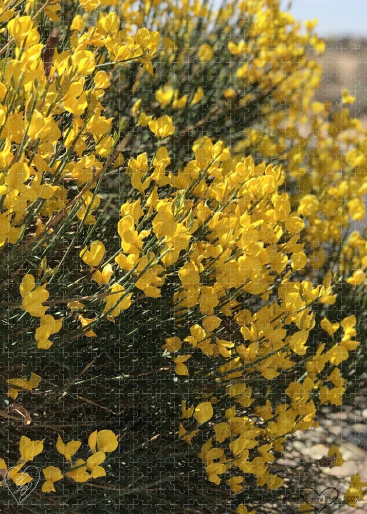 Spanish Broom - Puzzle